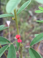 Indigofera trifoliata