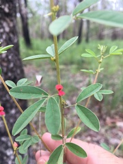Indigofera trifoliata
