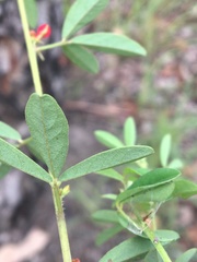 Indigofera trifoliata