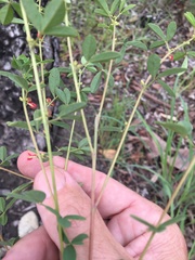 Indigofera trifoliata
