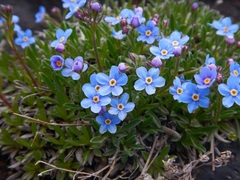 Eritrichium sericeum