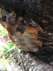 Phellinus lundellii