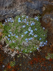 Eritrichium sericeum