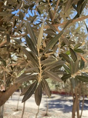 Olea europaea