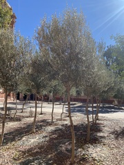 Olea europaea