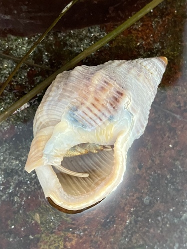Channeled Basket Snail
