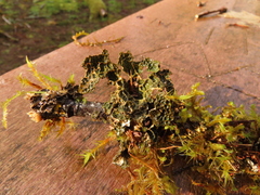Lobaria anthraspis