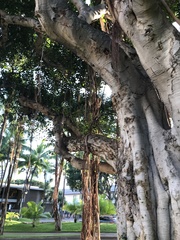 Ficus benghalensis