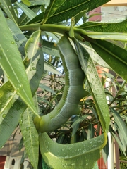 Daphnis nerii