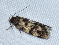 Barea subviridella