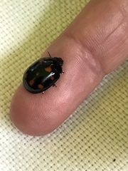 Paropsisterna octosignata