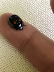 Paropsisterna octosignata