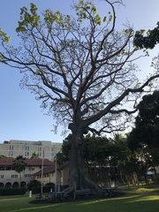 Ceiba pentandra