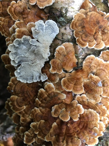 Plicatura crispa nuotrauka