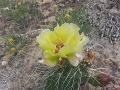 Opuntia polyacantha polyacantha