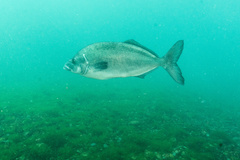 Latridopsis ciliaris