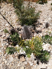 Banksia neoanglica