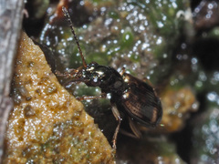 Bembidion articulatum