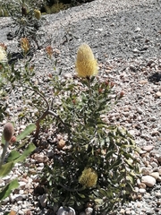 Banksia sceptrum