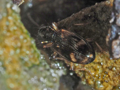 Bembidion articulatum