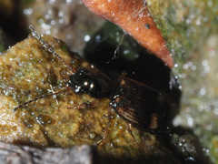 Bembidion articulatum
