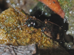 Bembidion articulatum