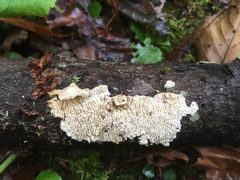 Hyphodontia