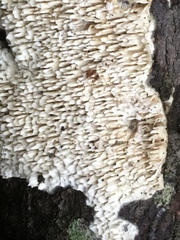 Hyphodontia