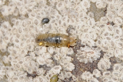 Cirolana harfordi
