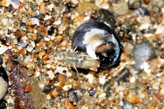 Cirolana harfordi