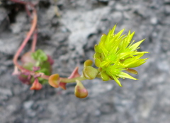 Sedum oreganum