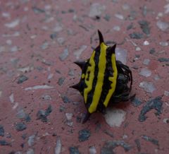 Gasteracantha panisicca