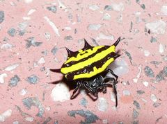 Gasteracantha panisicca