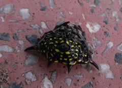 Gasteracantha panisicca