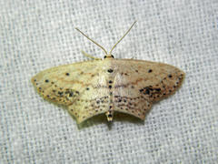Scopula cacuminaria