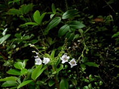 Veronica lanceolata