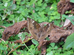 Euthalia aconthea garuda