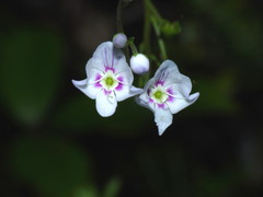 Veronica lanceolata
