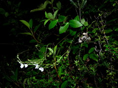Veronica lanceolata