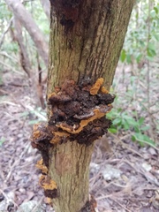 Phylloporia