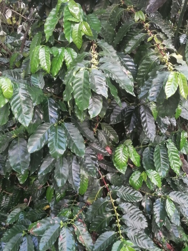 Coffea arabica image
