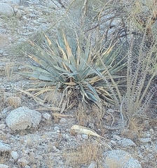 Agave simplex