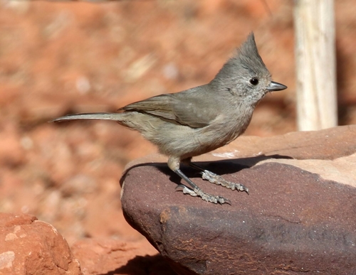 Juniper Titmouse
