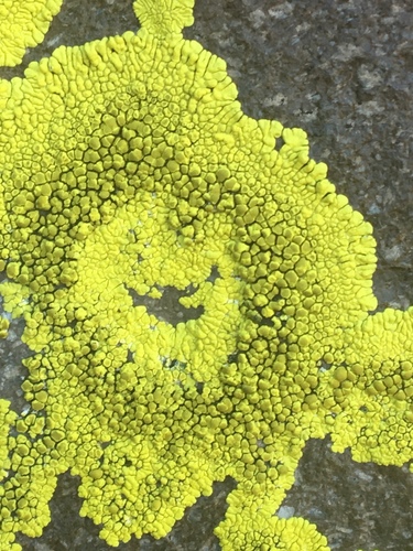 iNaturalist observation photo of cobblestone lichens