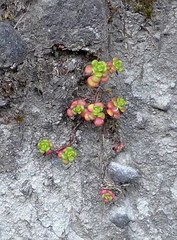 Sedum oreganum