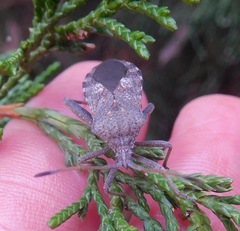 Mozena obtusa