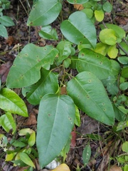 Dalbergia brownei