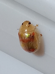 Paropsisterna nobilitata