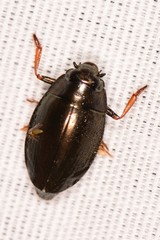 Gyrininae