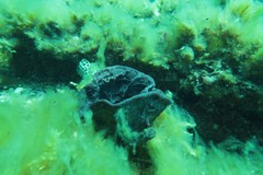 Irciniidae